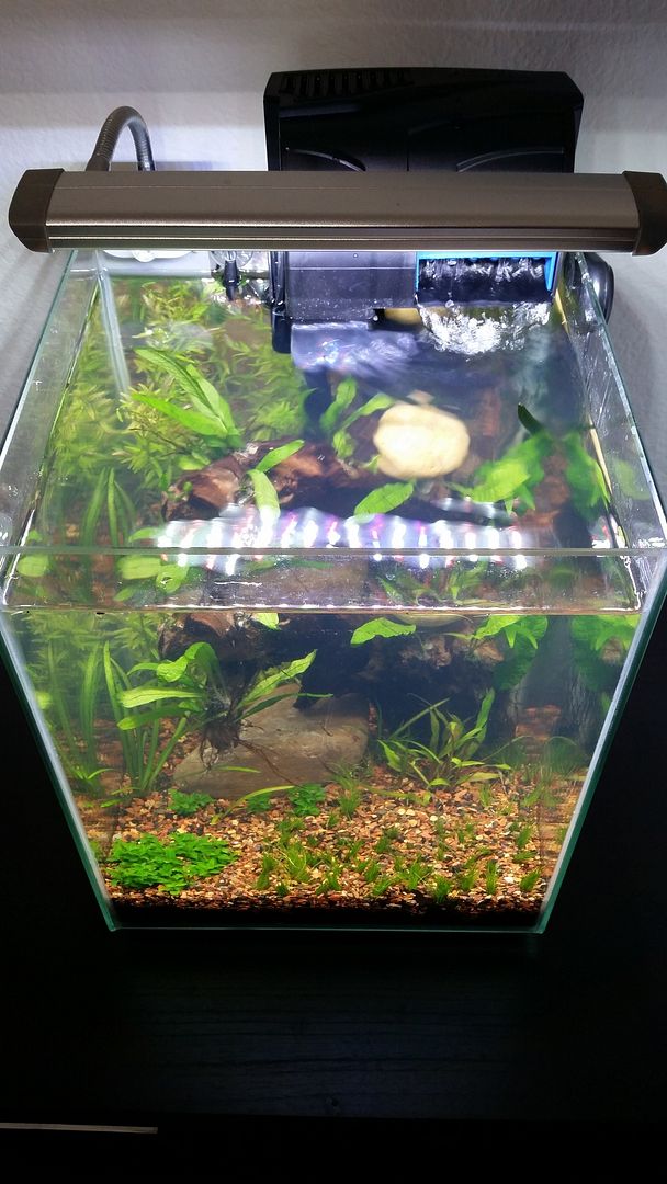 2nd planted tank. 5 gallon fluval chi The Planted Tank Forum